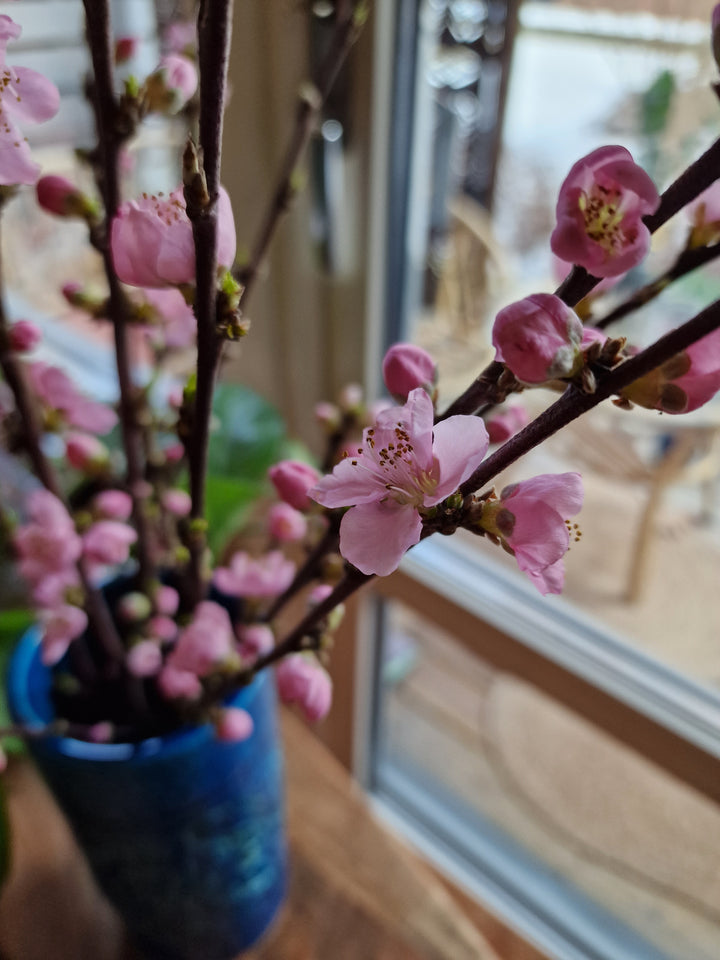 bitossi vase med kirsebærblomster